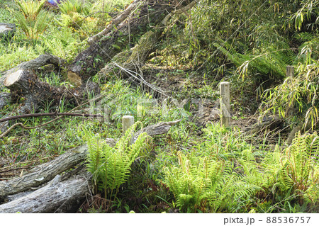 新緑の湿原 88536757
