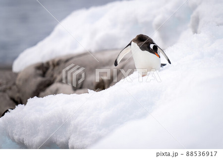 Gentoo penguin descends snow bank on shoreline Gentoo penguin descends snow bank on shoreline 88536917