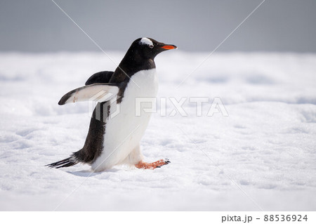 Gentoo penguin holds out flippers crossing snow 88536924