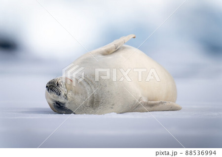 Crabeater seal lies on ice floe sleeping 88536994
