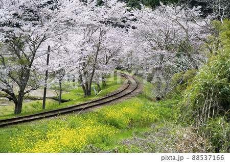 春の撮り鉄名所いすみ鉄道東総元 春の撮り鉄名所いすみ鉄道東総元 88537166