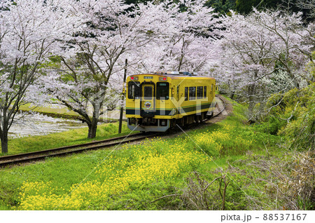 春の撮り鉄名所いすみ鉄道東総元 春の撮り鉄名所いすみ鉄道東総元 88537167