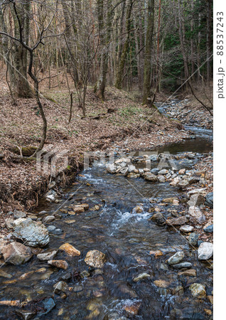 春の山ノ神自然園 流れる川 春の山ノ神自然園 流れる川 88537243