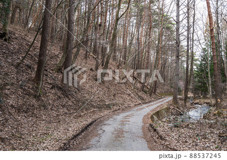 春の山ノ神自然園 森の中の道 春の山ノ神自然園 森の中の道 88537245