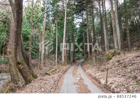 春の山ノ神自然園 森の中の道 春の山ノ神自然園 森の中の道 88537246