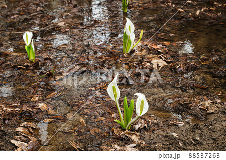 山に咲く水芭蕉 88537263