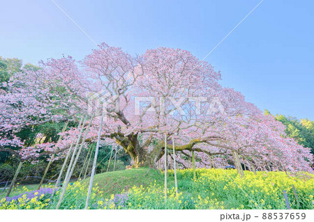 印西の春 桜 印西の春 桜 88537659