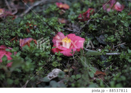 落ちた椿 88537811