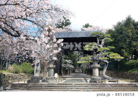 桜と寺 桜と寺 88538058