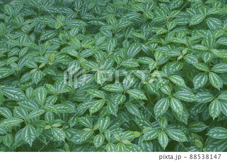 アサバソウ 88538147