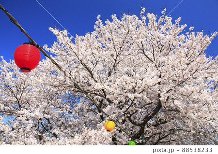 桜祭りぼんぼり 88538233