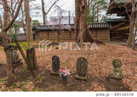春の世田谷 桜巡り散歩、九品仏浄真寺 春の世田谷 桜巡り散歩、九品仏浄真寺 88538358