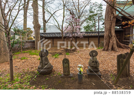 春の世田谷 桜巡り散歩、九品仏浄真寺 春の世田谷 桜巡り散歩、九品仏浄真寺 88538359