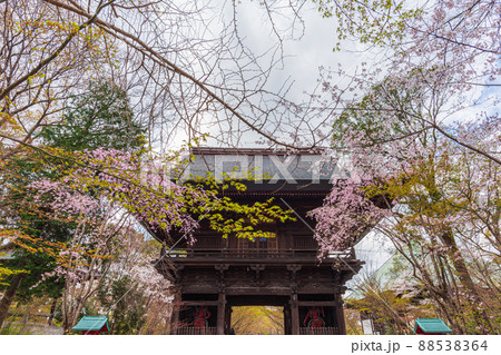 春の世田谷 桜巡り散歩、九品仏浄真寺 春の世田谷 桜巡り散歩、九品仏浄真寺 88538364