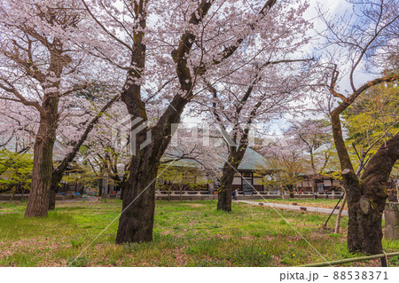 春の世田谷 桜巡り散歩、九品仏浄真寺 春の世田谷 桜巡り散歩、九品仏浄真寺 88538371
