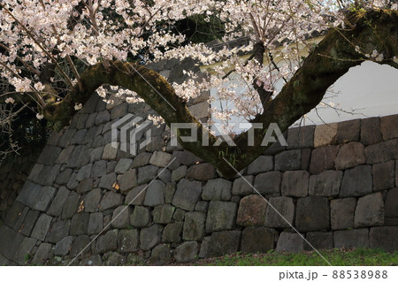 田安門の石垣と逆光に輝く桜 田安門の石垣と逆光に輝く桜 88538988