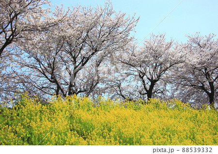 桜ロ－ドに咲く菜の花 88539332