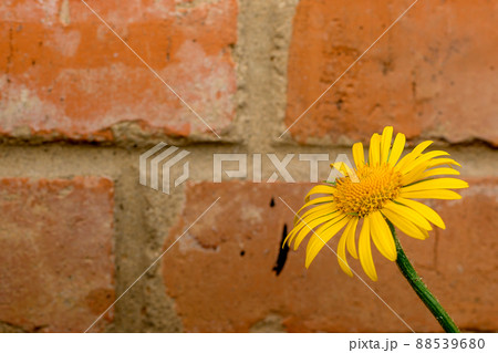 Yellow flowers on brick wall background. Spring Holiday Concept. Texture, Background, Wallpaper, Postcard 88539680