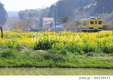 春のいすみ鉄道と菜の花畑「ぽかぽか陽気に包まれて」 春のいすみ鉄道と菜の花畑「ぽかぽか陽気に包まれて」 88539933