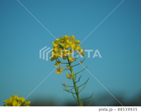 菜の花 菜の花 88539935