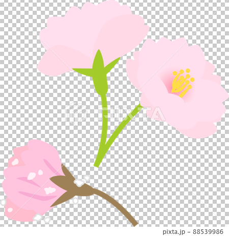 桜の花の塩漬け 88539986