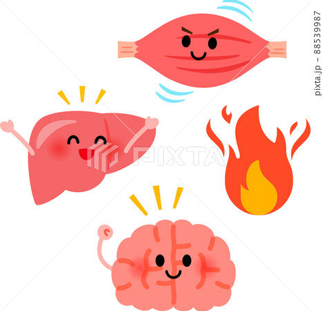 筋肉 肝臓 脳とエネルギー消費のイメージのイラスト素材