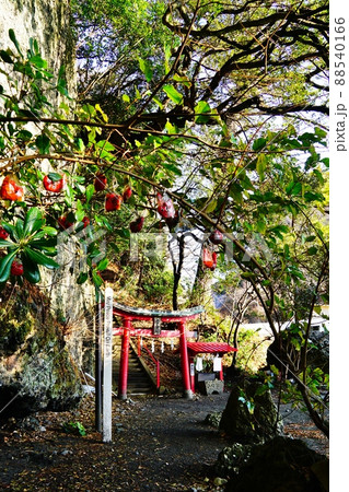 伊豆　松崎海岸　弁天島の厳島神社 88540166