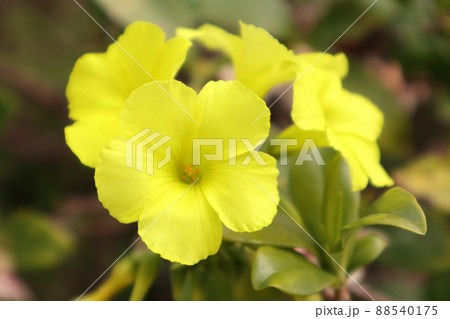 カタバミの花　 88540175