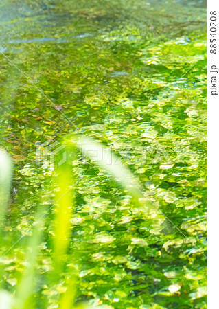 背景素材 水辺の新緑・清流・エコイメージ(大山 伯耆町) 背景素材 水辺の新緑・清流・エコイメージ(大山 伯耆町) 88540208