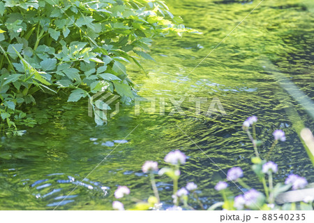 背景素材　水辺の新緑・清流・エコイメージ（大山 伯耆町） 88540235