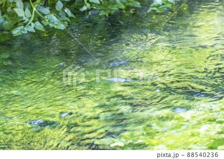 背景素材 水辺の新緑・清流・エコイメージ(大山 伯耆町) 背景素材 水辺の新緑・清流・エコイメージ(大山 伯耆町) 88540236