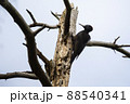 Black woodpecker (Dryocopus martius) 88540341