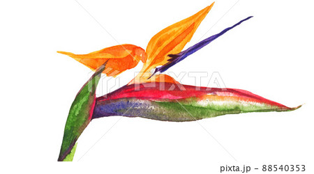 strelitzia22409pix7 88540353