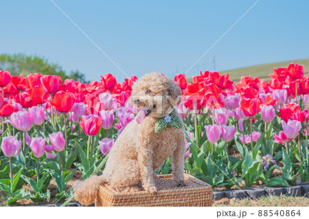 犬とチューリップ 88540864