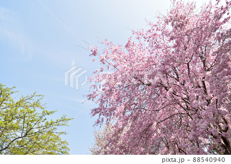 桜 桜 88540940