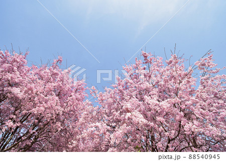 桜 88540945