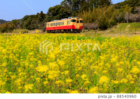 小湊鉄道の春 88540960