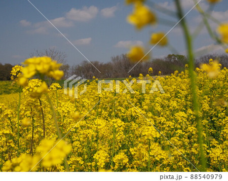 黄色の絨毯 88540979