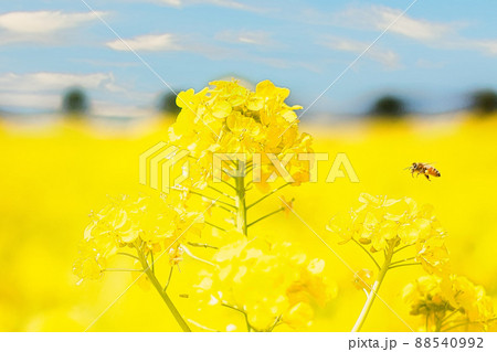 菜の花に向かって飛ぶミツバチ 菜の花に向かって飛ぶミツバチ 88540992