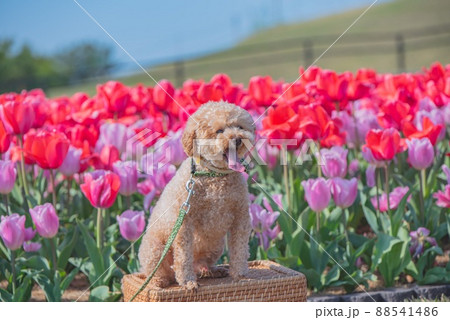 犬とチューリップ 88541486