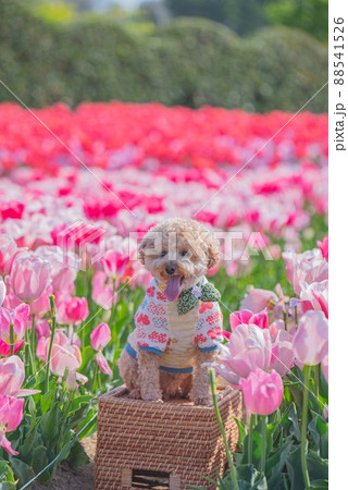犬とチューリップ 犬とチューリップ 88541526