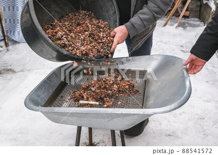 Man sifts nuts from large debris to extract cedar 88541572
