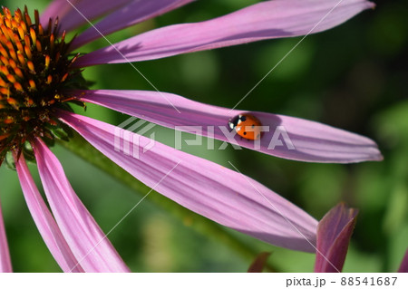 Red ladybug on Echinacea flower, ladybird creeps on stem of plant in spring in garden in summer. Pink Echinacea flower in the garden. Red ladybug on Echinacea flower, ladybird creeps on stem of plant in spring in garden in summer. Pink Echinacea flower in the garden. 88541687