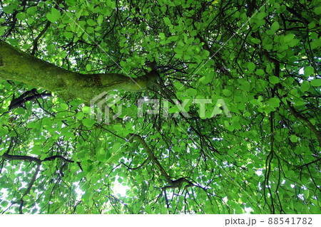 ニュージーランド_クイーンズタウン272 ニュージーランド_クイーンズタウン272 88541782