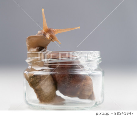 Close-up of a snail crawling on an empty glass jar on a white background. The use of shellfish in cosmetology. Close-up of a snail crawling on an empty glass jar on a white background. The use of shellfish in cosmetology. 88541947
