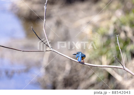 枯れ木で休むカワセミ 88542043