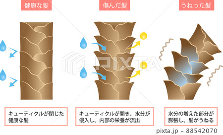 髪のうねりの原因　水分とキューティクル 88542070