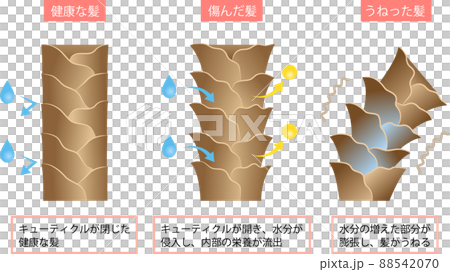 髪のうねりの原因　水分とキューティクル 88542070