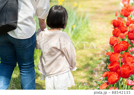 春にパパと手を繋いで散歩する4歳の子供（育児・子育て・家族・ファミリー・親子） 88542135