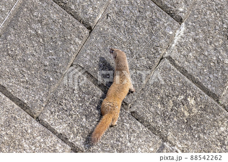 擁壁を走るイタチ 88542262